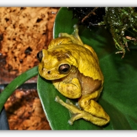 FRAMED FROGS