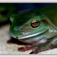 FRAMED FROGS