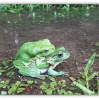 FRAMED FROGS