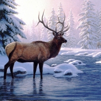 Deer in the Winter