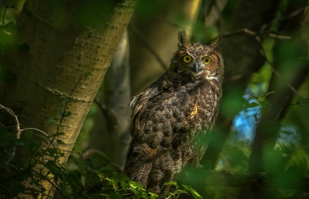 Owl - owl, bird, trees, animal