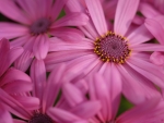 Osteospermum