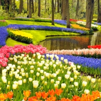 Keukenhof Gardens, Netherlands