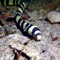 banded sea krait