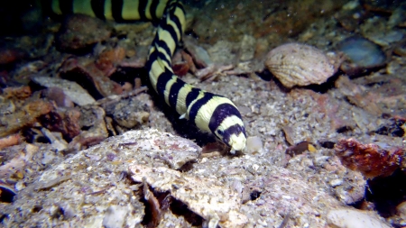banded sea krait - sea, snake, krait, banded