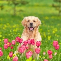 Golden retriever with flowers