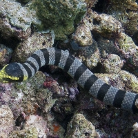 banded sea krait