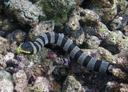 banded sea krait - sea, snake, krait, banded