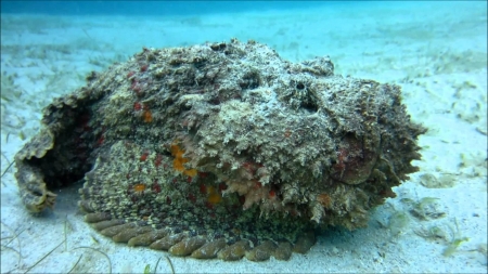 stonefish