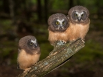 Three Young Owls