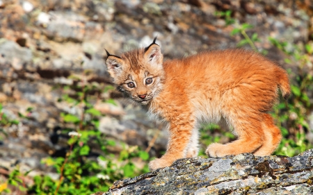 Lynx Kitten - animal, kitten, Lynx, cat