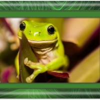 FRAMED FROGS