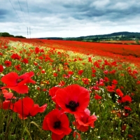 Poppy fields in Poland