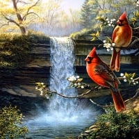 Cardinals on Waterfall