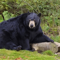 Black Bear