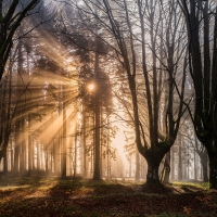 Sunrise in Forest