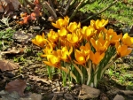 Crocuses