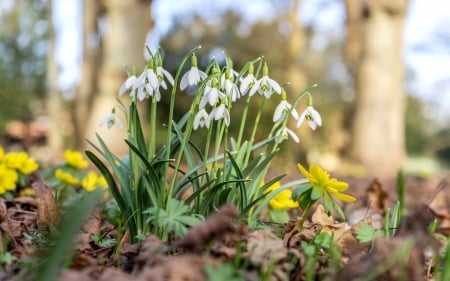 Snowdrops - snowdrops, flowers, spring, white