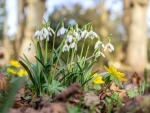 Snowdrops