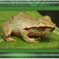 FRAMED FROGS