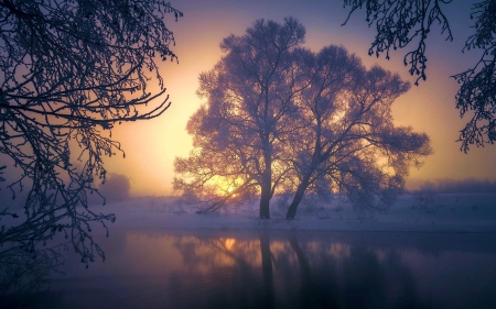 Foggy morning - sunlight, landscape, trees, sky