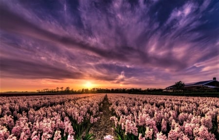 Field of hyacinths sunset - cultivation, hyacinths, spring, sunset