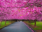 Blossom-covered road