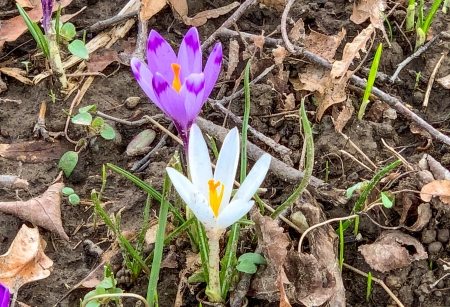 Branduse - aer, cer, ger, ser