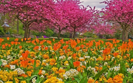 Flower Park in Spring - tulips, trees, blossoms, cherry, colors