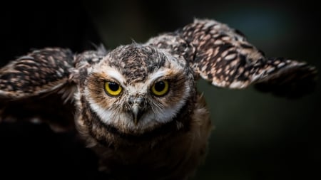 Owl - owl, bird, animal, fly