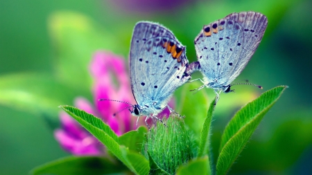 Butterflies - Nature, Butterflies, Flowers, Spring, Butterfly, Pair, Flower