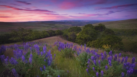 Purple Fields - clouds, fields, flowers, nature, purple, sky, spring, summer, sunrise, sunset, trees