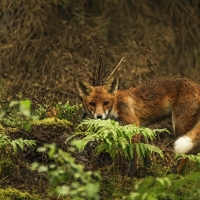 Fox