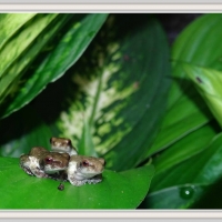 FRAMED FROGS