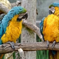 Macaws