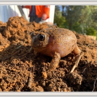 FRAMED FROGS