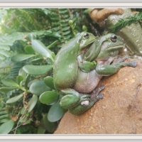 FRAMED FROGS