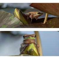 FROG COLLAGE