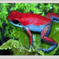 FRAMED FROGS