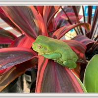 FRAMED FROGS