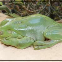 FRAMED FROGS