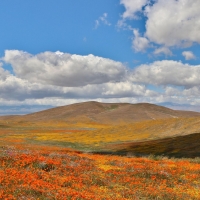 Superbloom at Antelope Valley, California Poppy Reserve