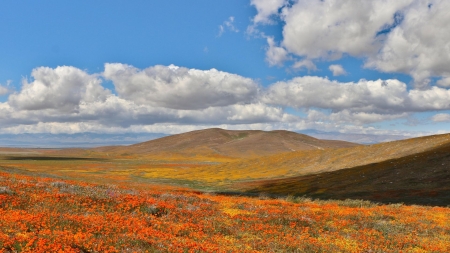 Superbloom at Antelope Valley, California Poppy Reserve - hills, blossoms, clouds, landscape, sky, spring, usa