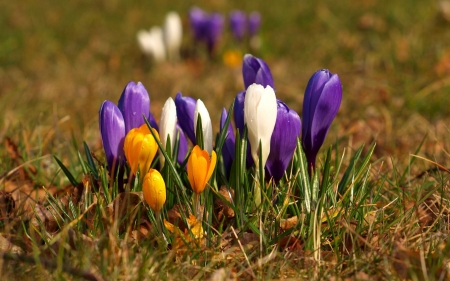 Crocuses