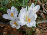 Crocuses