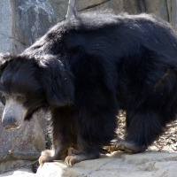 Sloth Bear