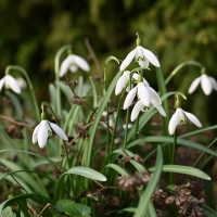 Snowdrops