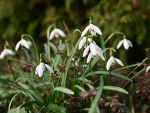 Snowdrops