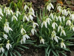 Snowdrops