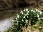 Snowdrops